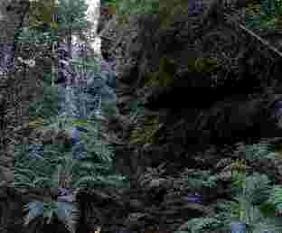 727px rainforest bluemountainsnsw